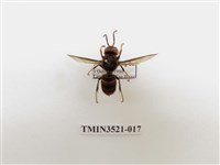 藏品(黃腳虎頭蜂)的圖片